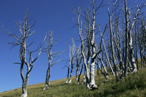 Yellowstone National Park - Dead trees at Mount Washburn