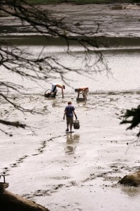 kids clam digging, Deer Isle.