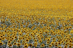 Sunflower field along highway 85 north of Bowman.