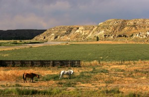 Horses by the Powder River Valley.