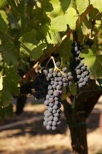 Wine grapes in Sonoma County