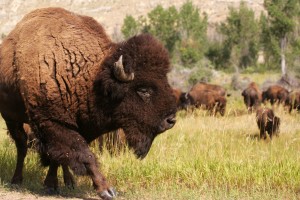 Theodore Roosevelt National Park - Badlands, South Unit - Bison