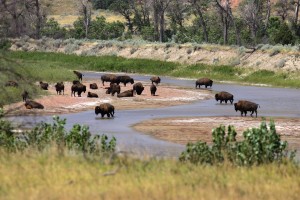 Theodore Roosevelt National Park - Badlands, South Unit - Bison at Little Missouri River