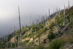 Dead trees on hillside along Forest Service Road 99 surrounding Mount St. Helens.  The trees died during the 1980 eruption of Mount St. Helens.