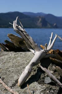 Driftwood along the Columbia River.